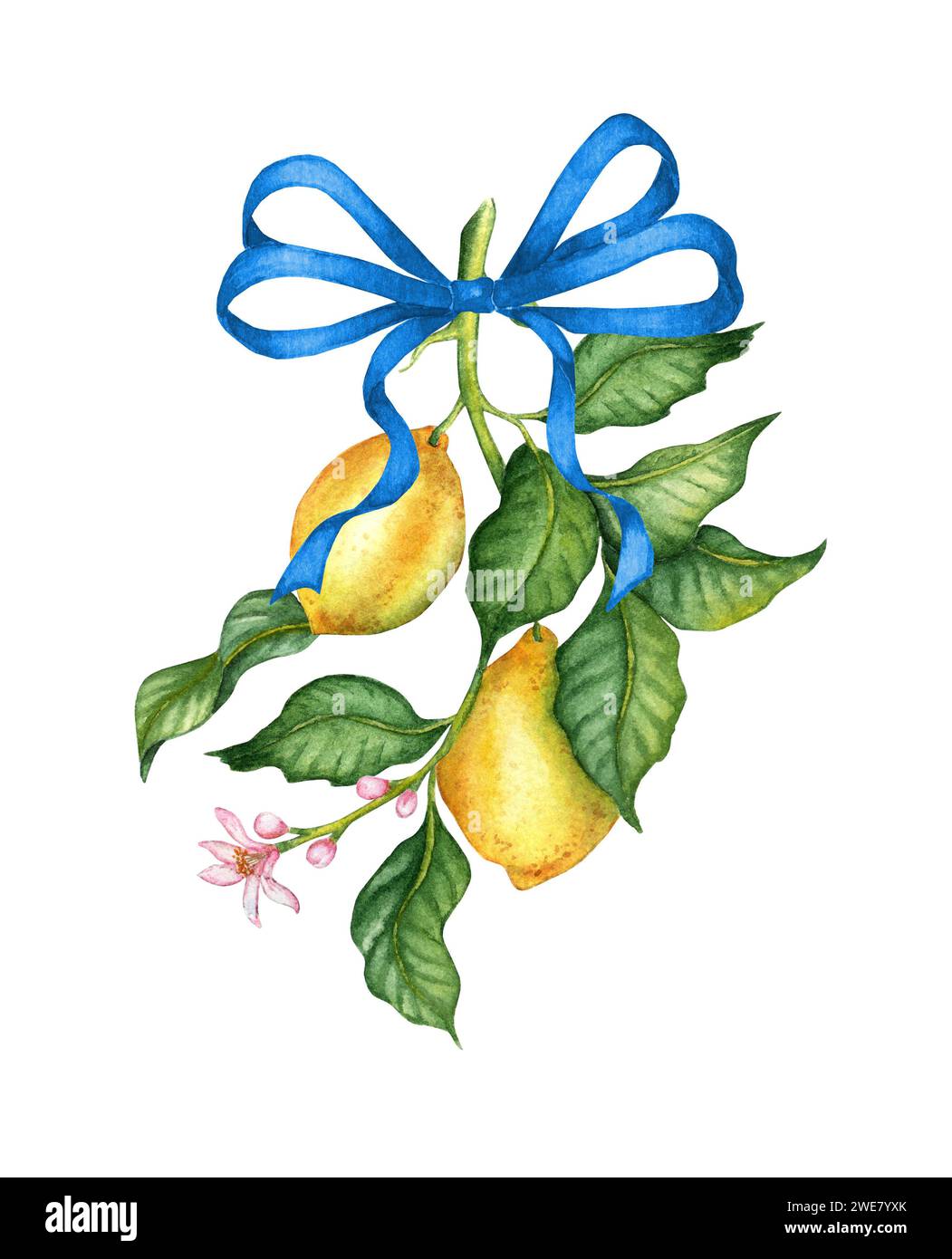 Aquarellillustration eines Zweigs mit gelben Reifen Zitronen, grünen Blättern und blauem Band. Isoliert auf weißem Hintergrund. Kompositionen für Poster, Auto Stockfoto