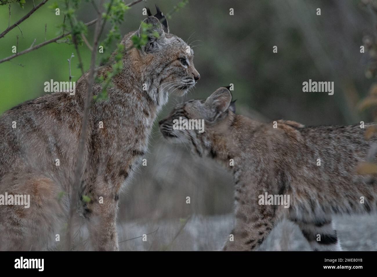 Eine Mutter und ein Kätzchen-Bobcat (Lynx rufus) aus der San Francisco Bay Area in Kalifornien, USA. Stockfoto