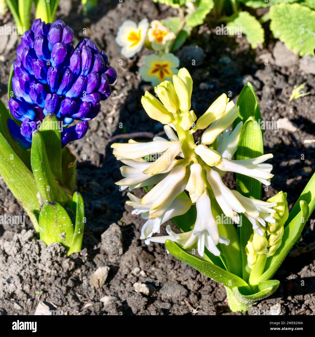 Hyazinth Blume im Garten. Selektiver Fokus Stockfoto