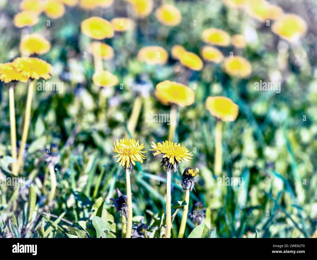 Löwenzahnblume auf grünem Hintergrund. Geringe Schärfentiefe Stockfoto