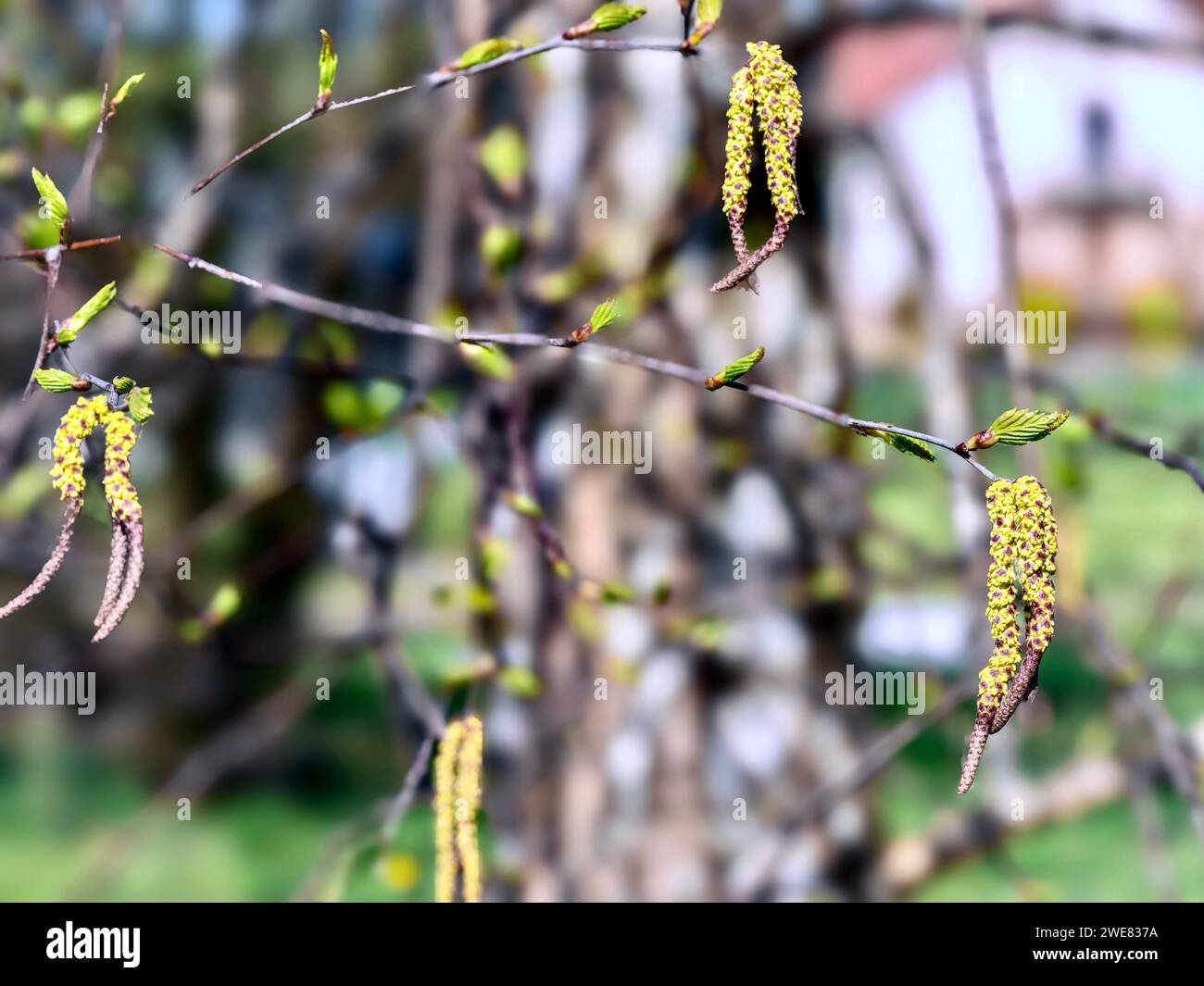 Frühlingsknospen an den Zweigen einer Birke im Garten Stockfoto