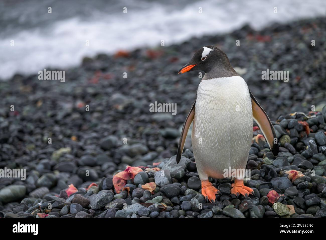 Gentoo-Pinguin im Yankee Harbour auf der Antarktischen Halbinsel Stockfoto