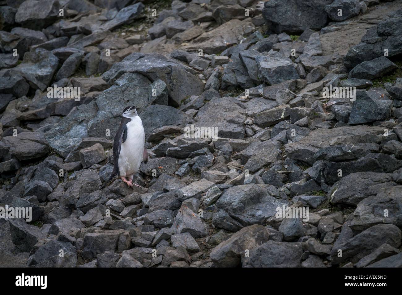 Chinstrap Pinguin auf Half Moon Island, Antarktis Stockfoto