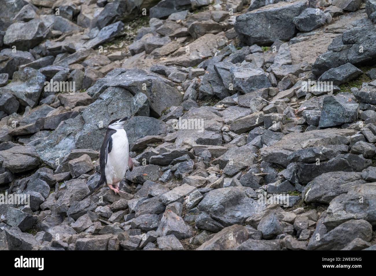Chinstrap Pinguin auf Half Moon Island, Antarktis Stockfoto