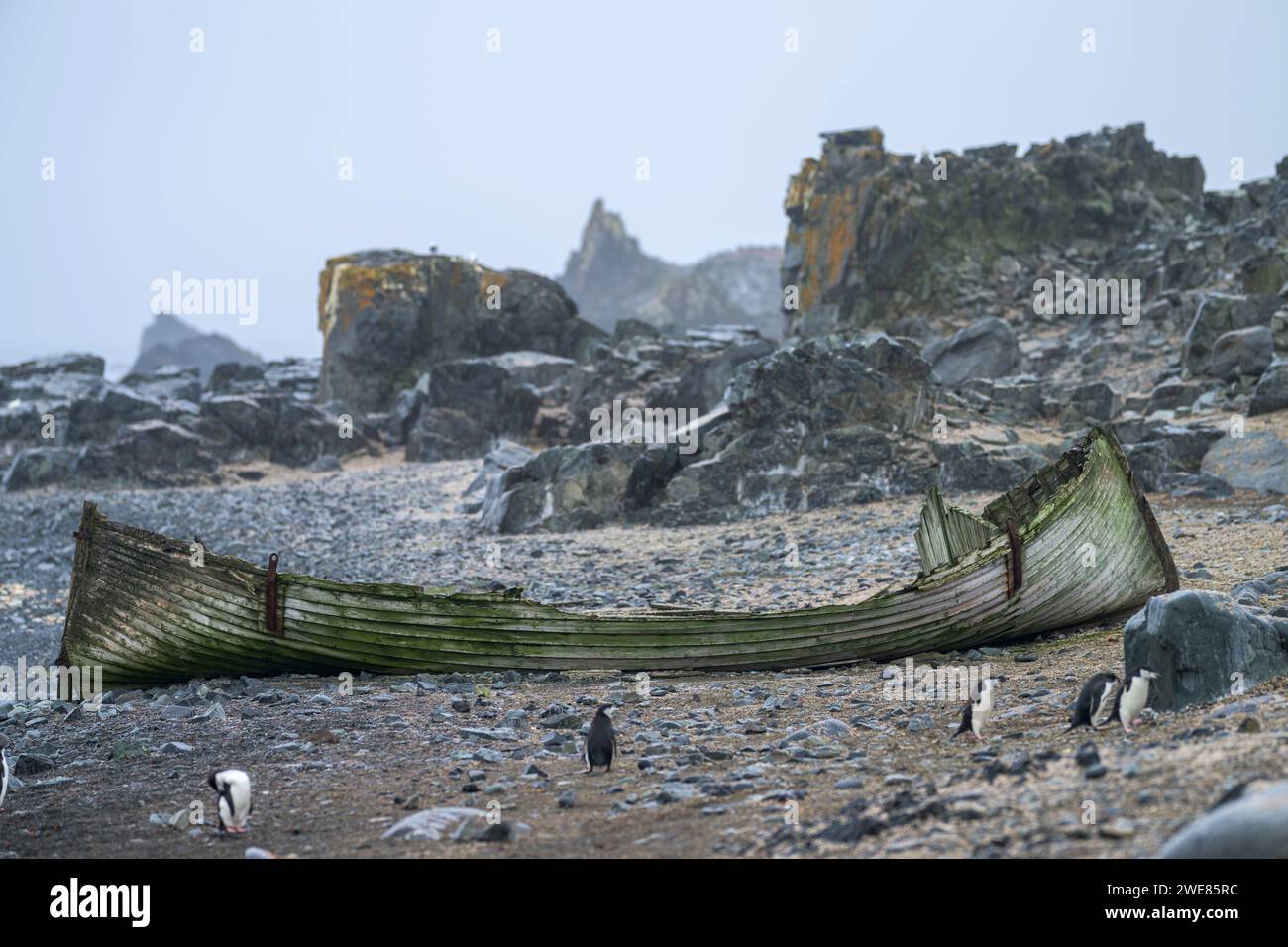 Kinnpinguine auf Half Moon Island, Antarktis Stockfoto