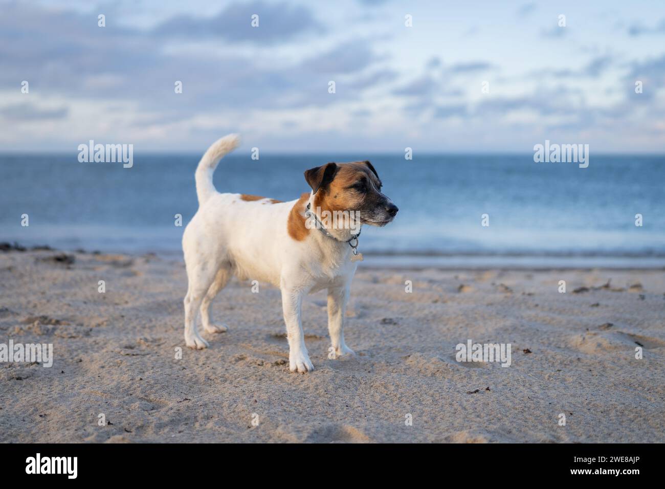 Jack Russell Terrier an einem wunderschönen Sandstrand bei Sonnenuntergang Stockfoto