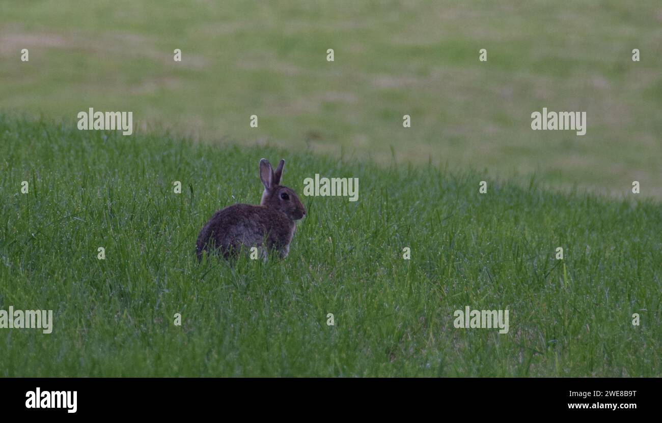 Europäisches Kaninchen auf einem frisch geschnittenen Feld Stockfoto