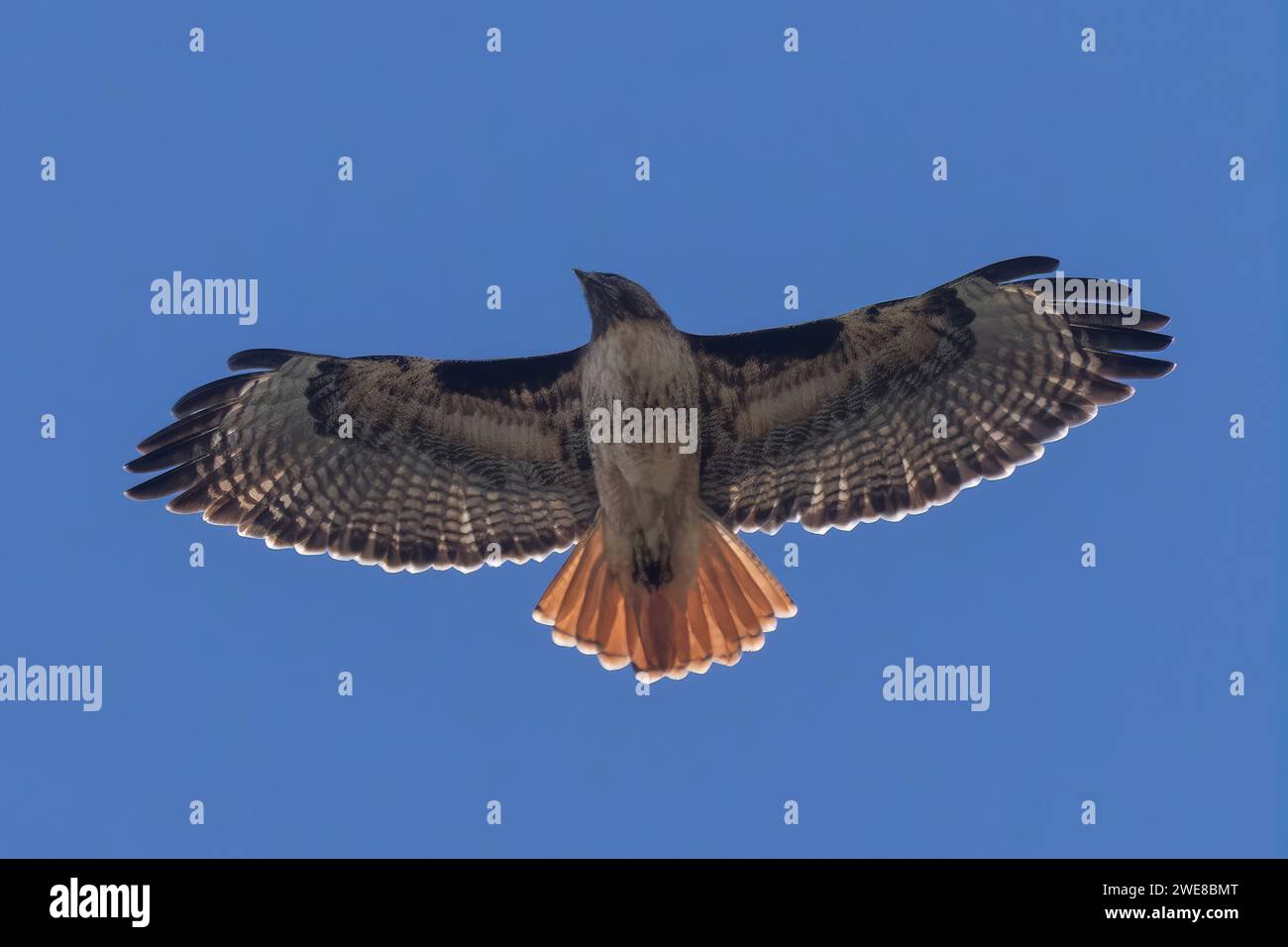 Red-Tail Hawk im Flug. Bay Area, Kalifornien. Stockfoto