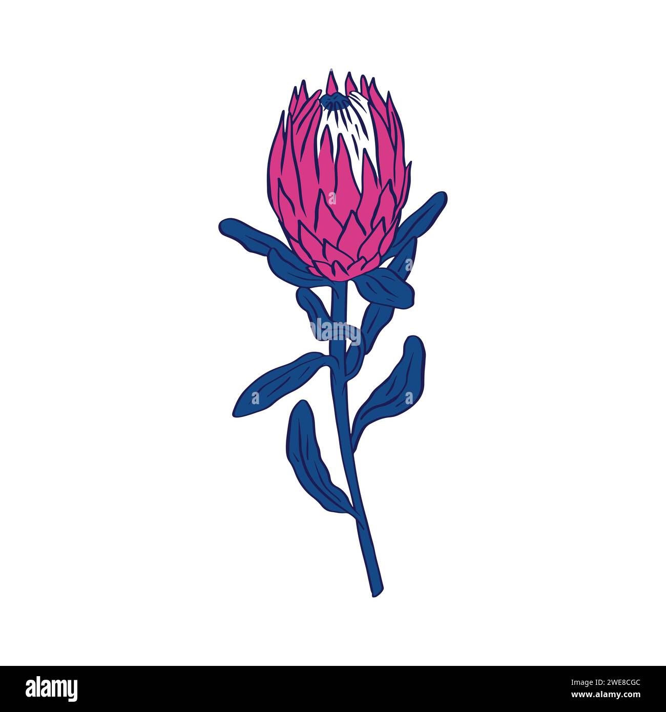 Protea Blume Black Line Art isoliert auf weiß Stock Vektor