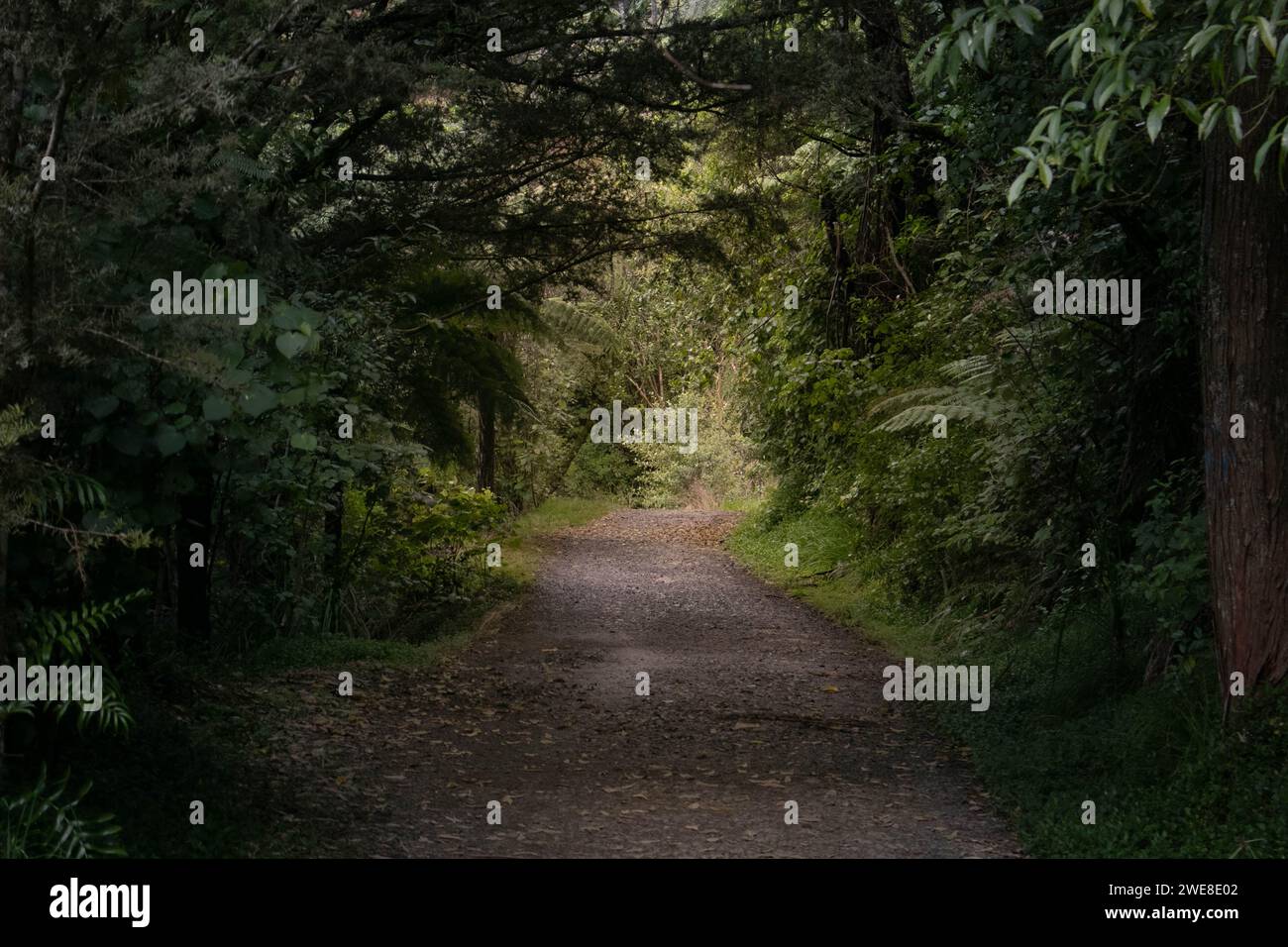 Waldweg, der zum Licht am Ende des Tunnels führt. Stockfoto