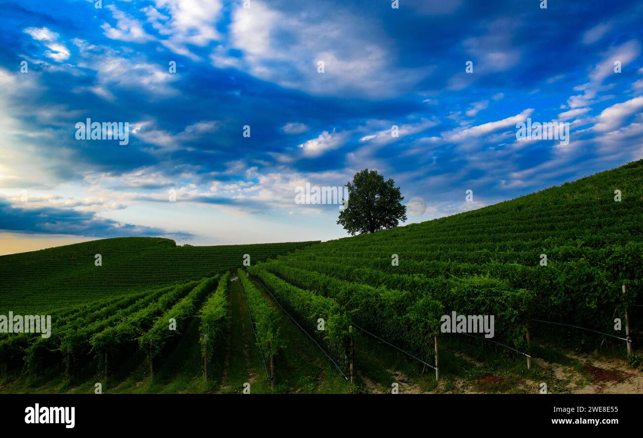 Fantastische Nachtlandschaft über Weinberg mit Vollmond und bewölktem Himmel Stockfoto