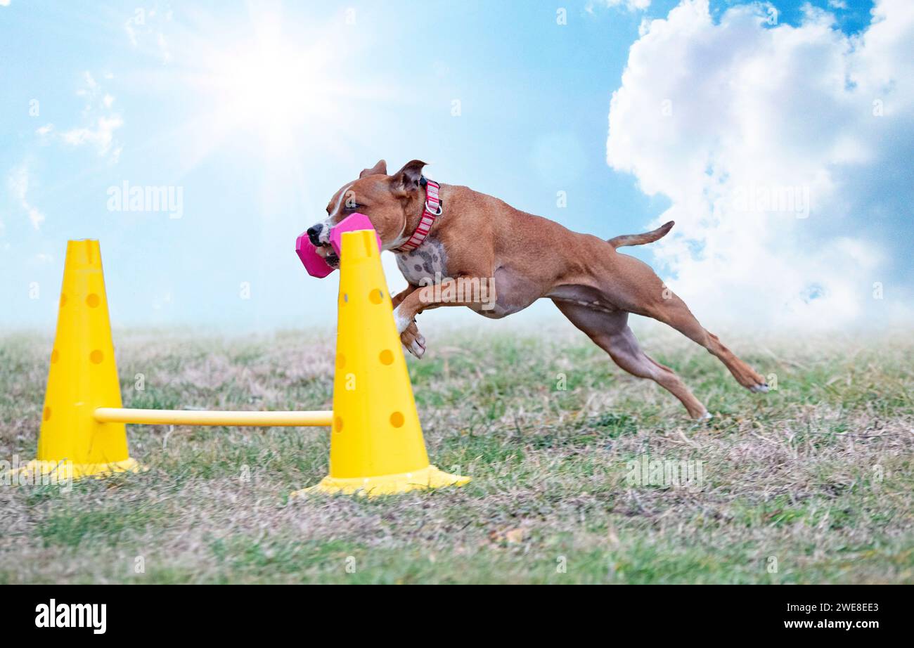 staffordshire Bullterrier springen eine Fance für Gehorsam Disziplin Stockfoto