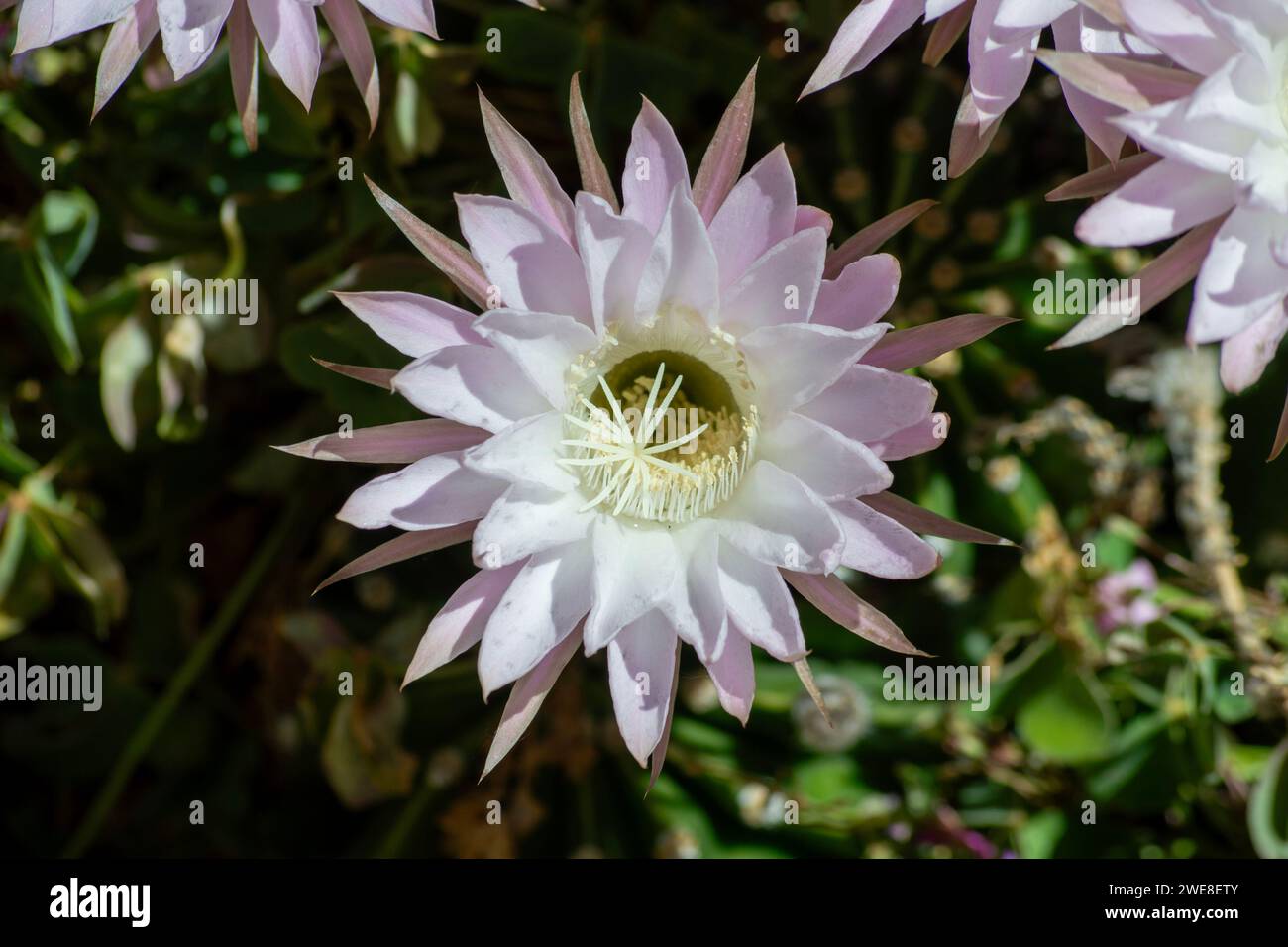 Echinopsis oxygona, Kaktusblüten Stockfoto