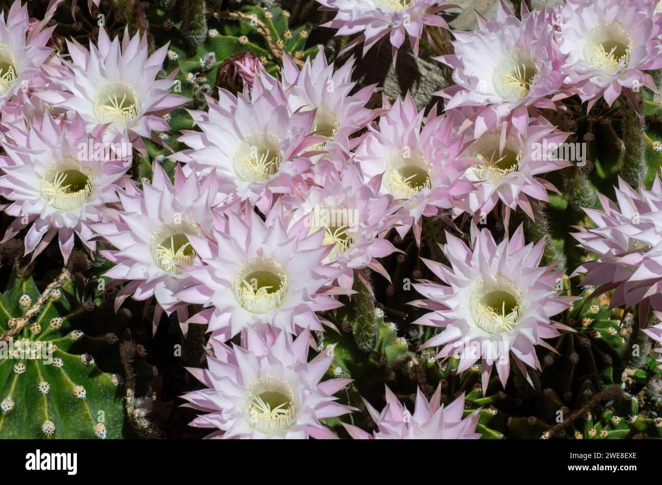 Echinopsis oxygona, Kaktusblüten Stockfoto