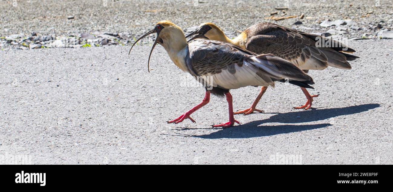 Ein Paar Vögel (Theristicus caudatus), die Seite an Seite laufen. Stockfoto