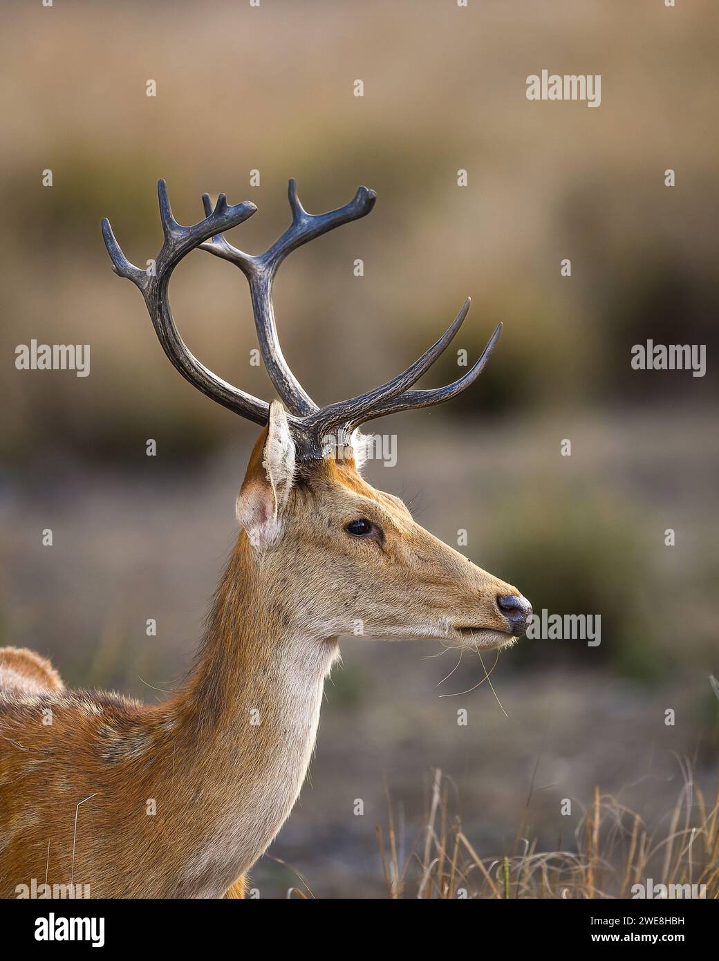 Männliche Barasingha oder Rucervus duvaucelii oder Sumpfhirsche, Nahaufnahme oder Porträt schwer fassbarer und gefährdeter Tierarten im kanha-Nationalpark Wald indien Stockfoto