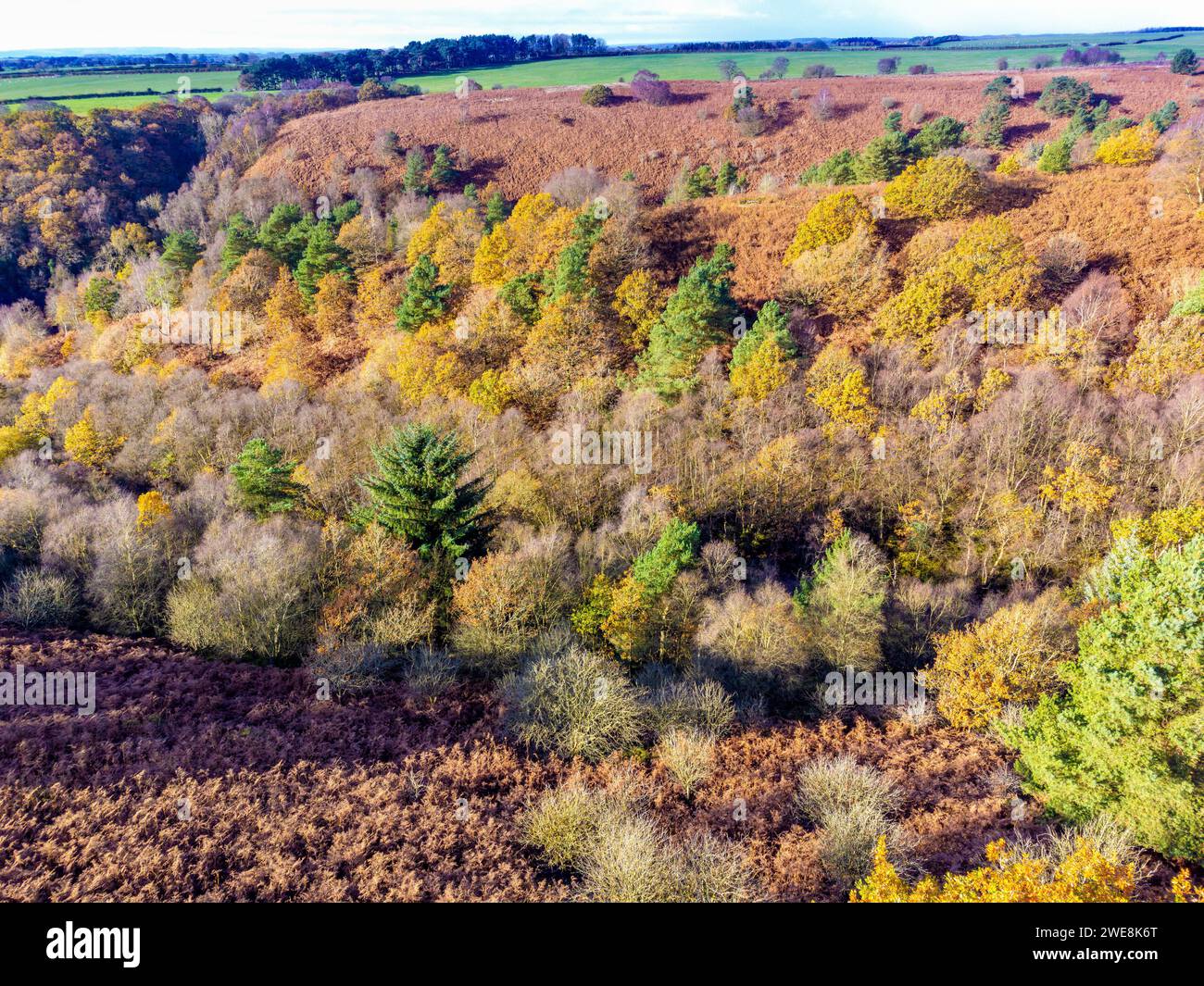 Blick aus der Vogelperspektive auf den Dalby Forest in Herbstfarbe. North Yorkshire, Großbritannien Stockfoto