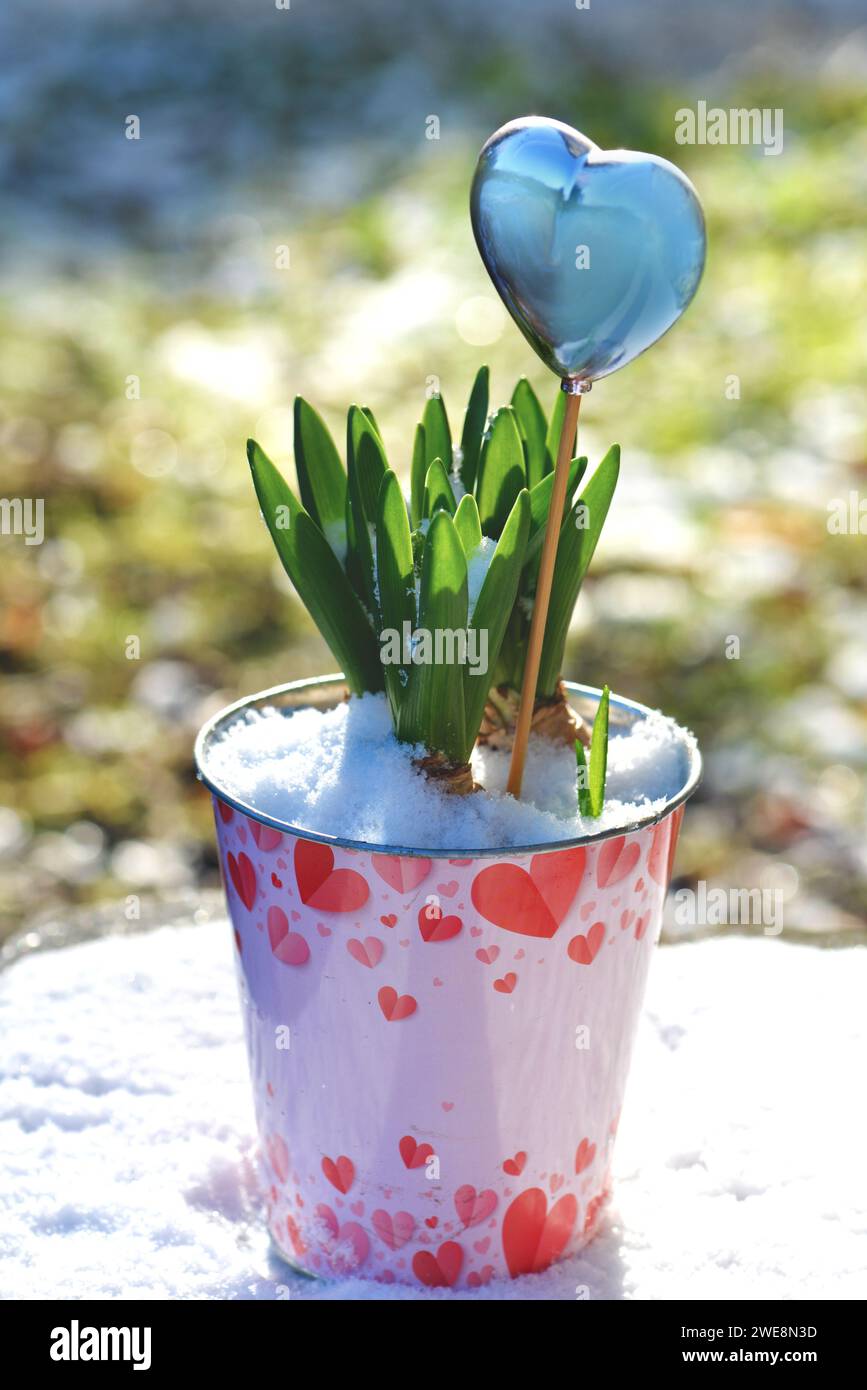hyazinthe wächst in einem dekorativen Blumentopf mit Herzform und Herz auf einem Stock im Garten - valentinstag Stockfoto