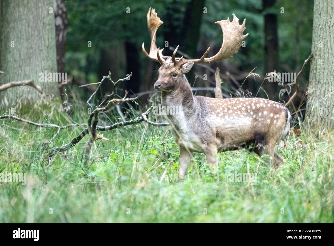 Damwild zur Brunftzeit Stockfoto