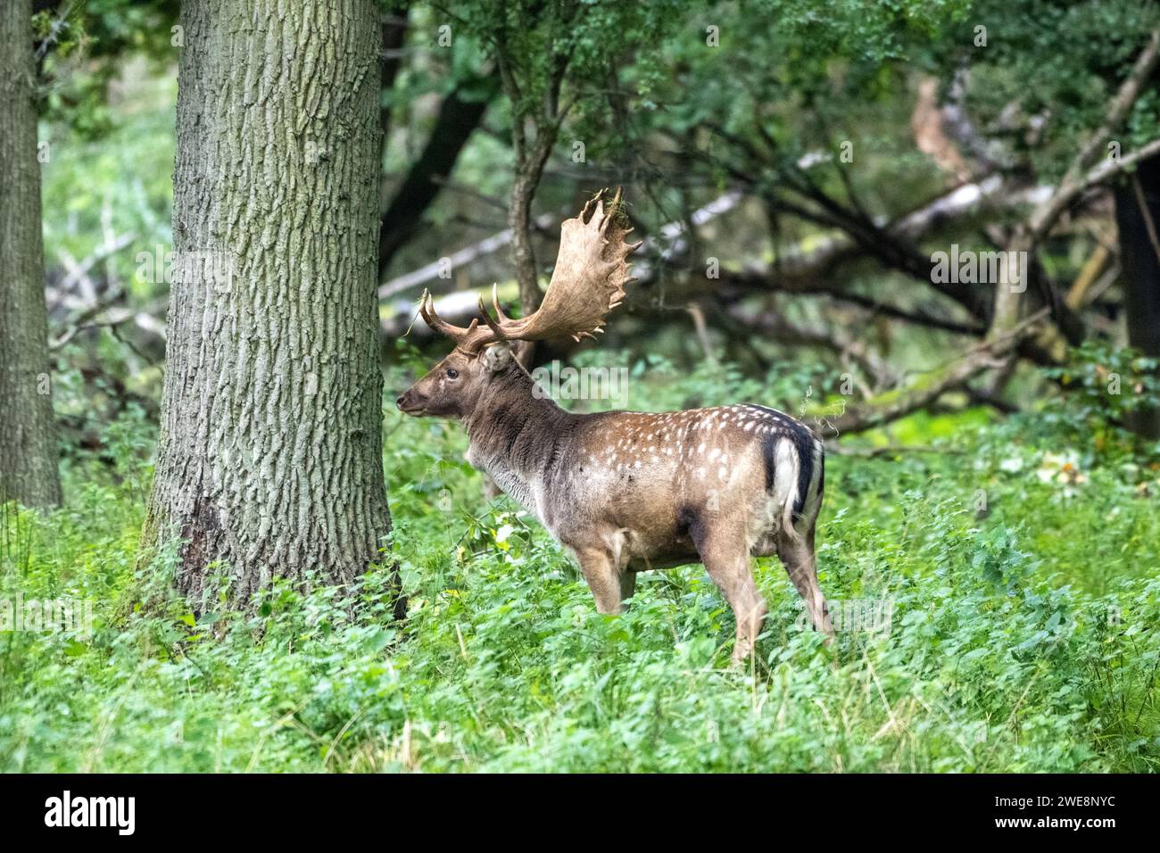Damwild zur Brunftzeit Stockfoto
