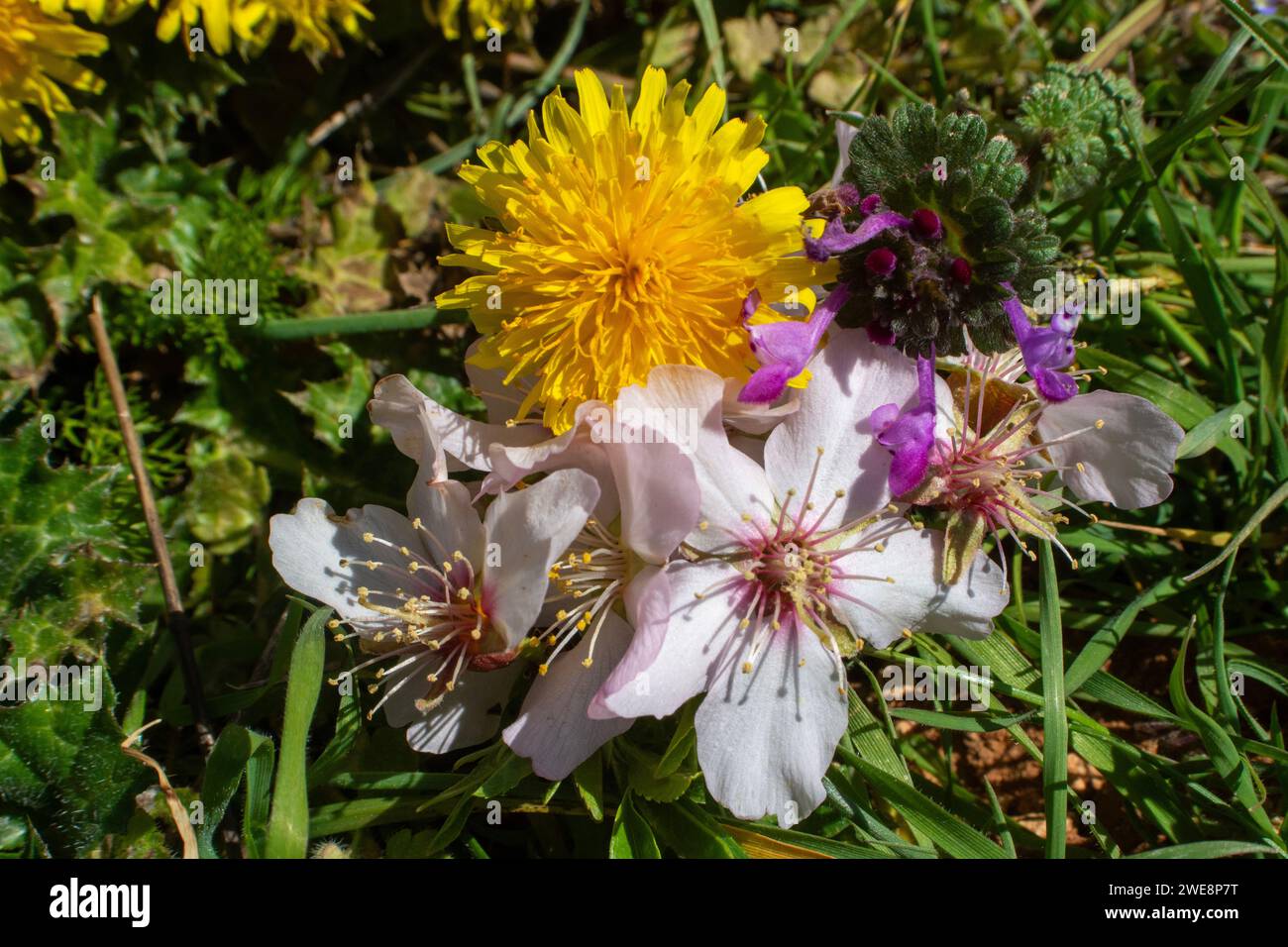 Bunte Blumen Stockfoto