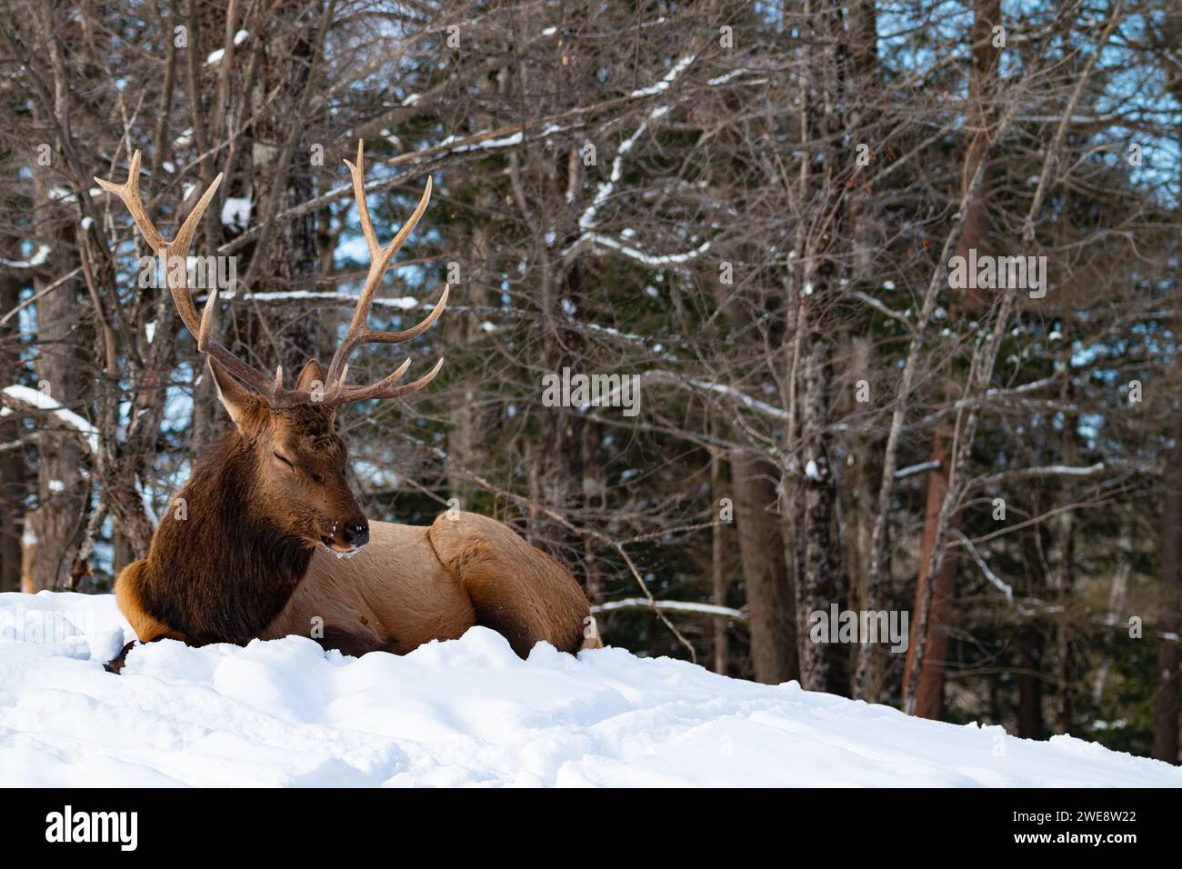 Braunelche liegen im Schnee mit Bäumen im Hintergrund Stockfoto