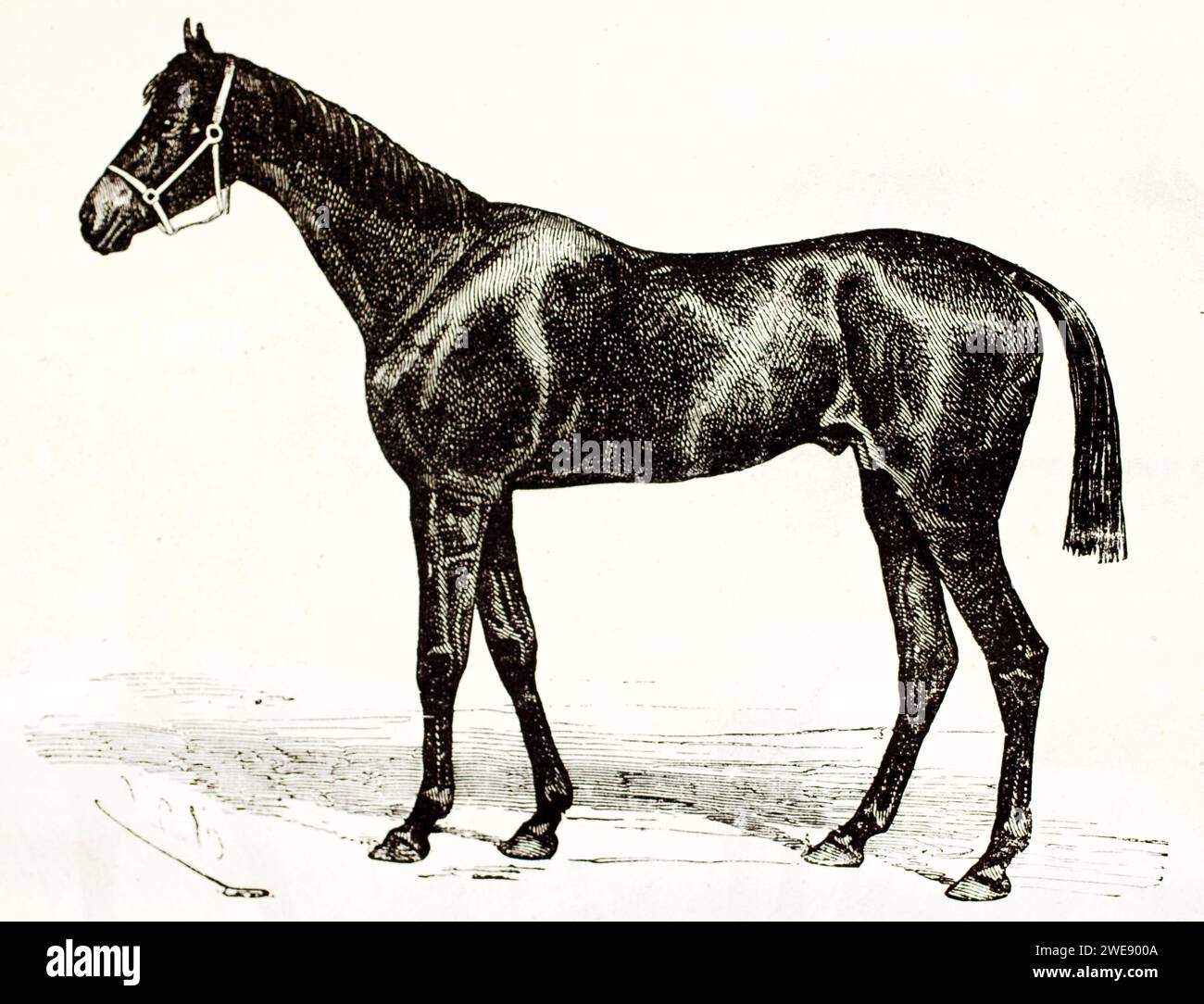 Elegantes schwarzes anglo-normannisches Pferd im Profil, schlankes und raffiniertes Design. Vintage-Gravur aus dem Jahr 1878. Stockfoto