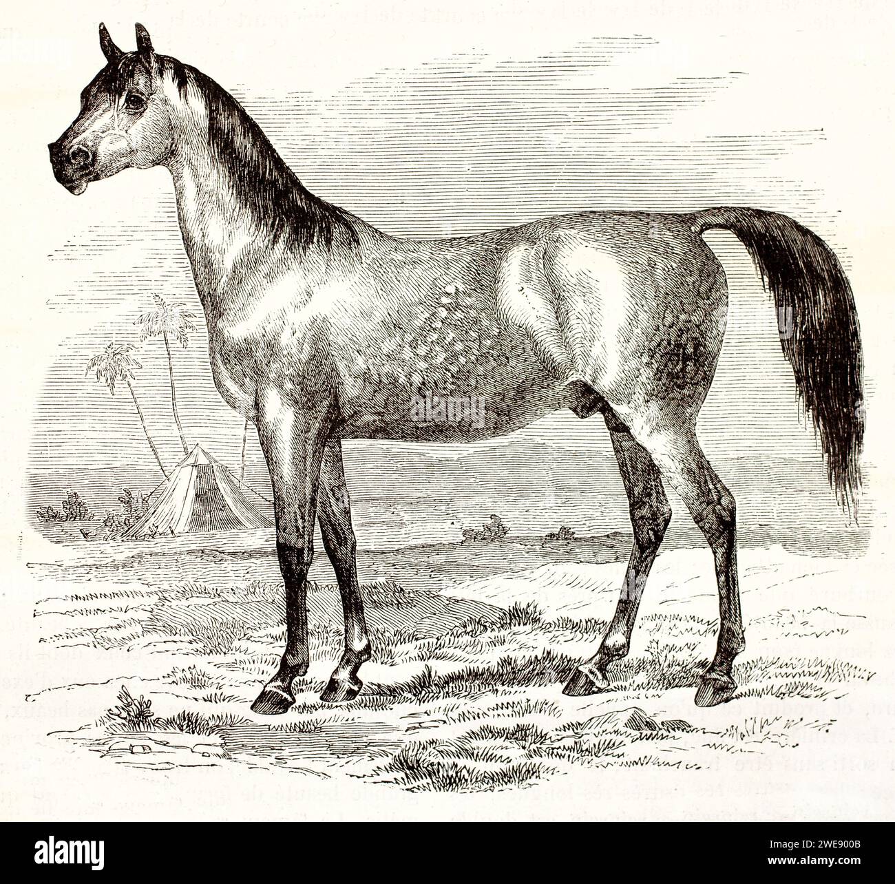 Graviertes Profil eines arabischen Pferdes in Wüstenlandschaft. Bekannt für seine Eleganz und Ausdauer. Veröffentlicht im Jahr 1878. Stockfoto