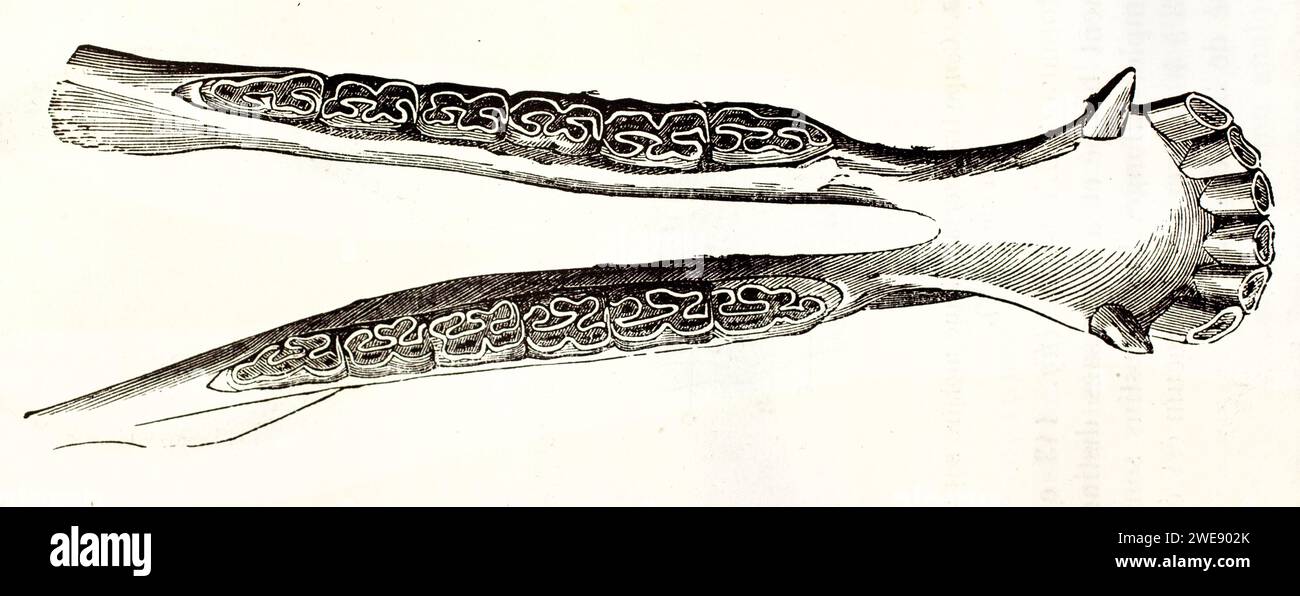 Vintage-Gravur des unteren Kieferknochens eines Pferdes, isoliert auf weißem Hintergrund. Anatomische Details. Veröffentlicht im Jahr 1878. Stockfoto