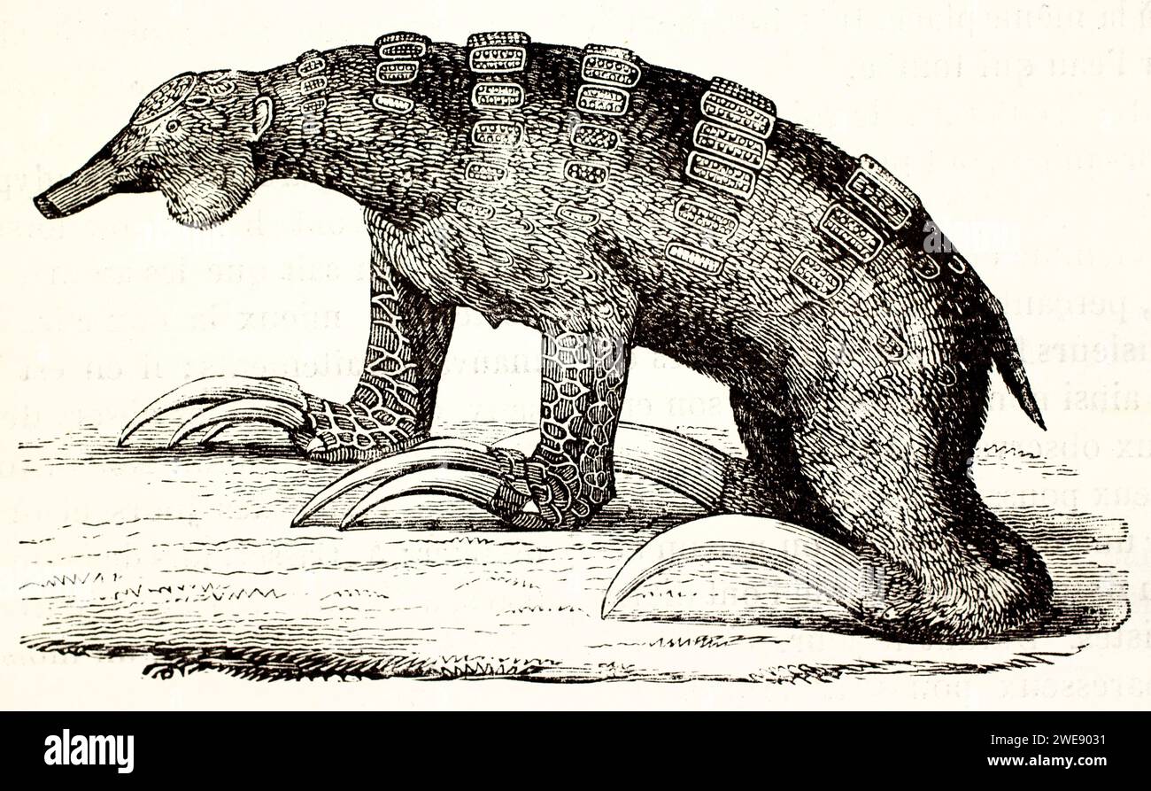 Alte gravierte Illustration des Meghaterium ideale Restauration. Von unbekanntem Autor, veröffentlicht auf Brehm, Les Mammifers, Baillière et fils, Paris, 1878 Stockfoto