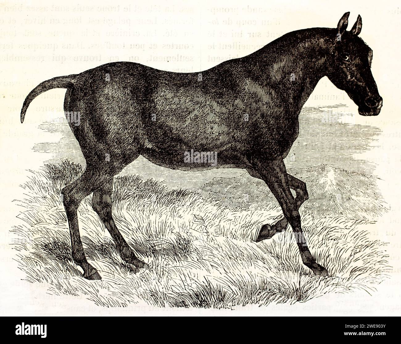 Profilansicht eines geschorenen schwarzen Pferdes, das dem Betrachter mit aufmerksamem Blick zugewandt ist. Vintage-Gravur mit klaren Konturen. Veröffentlicht im Jahr 1878. Stockfoto