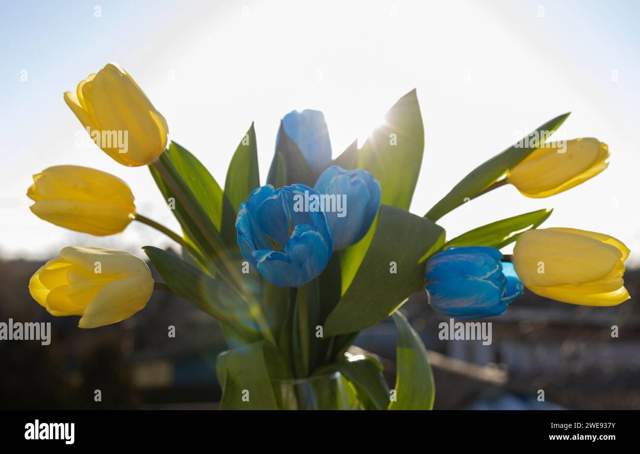 Blumenstrauß von Frühlingstulpen in blauen und gelben Farben der ukrainischen Flagge Stockfoto