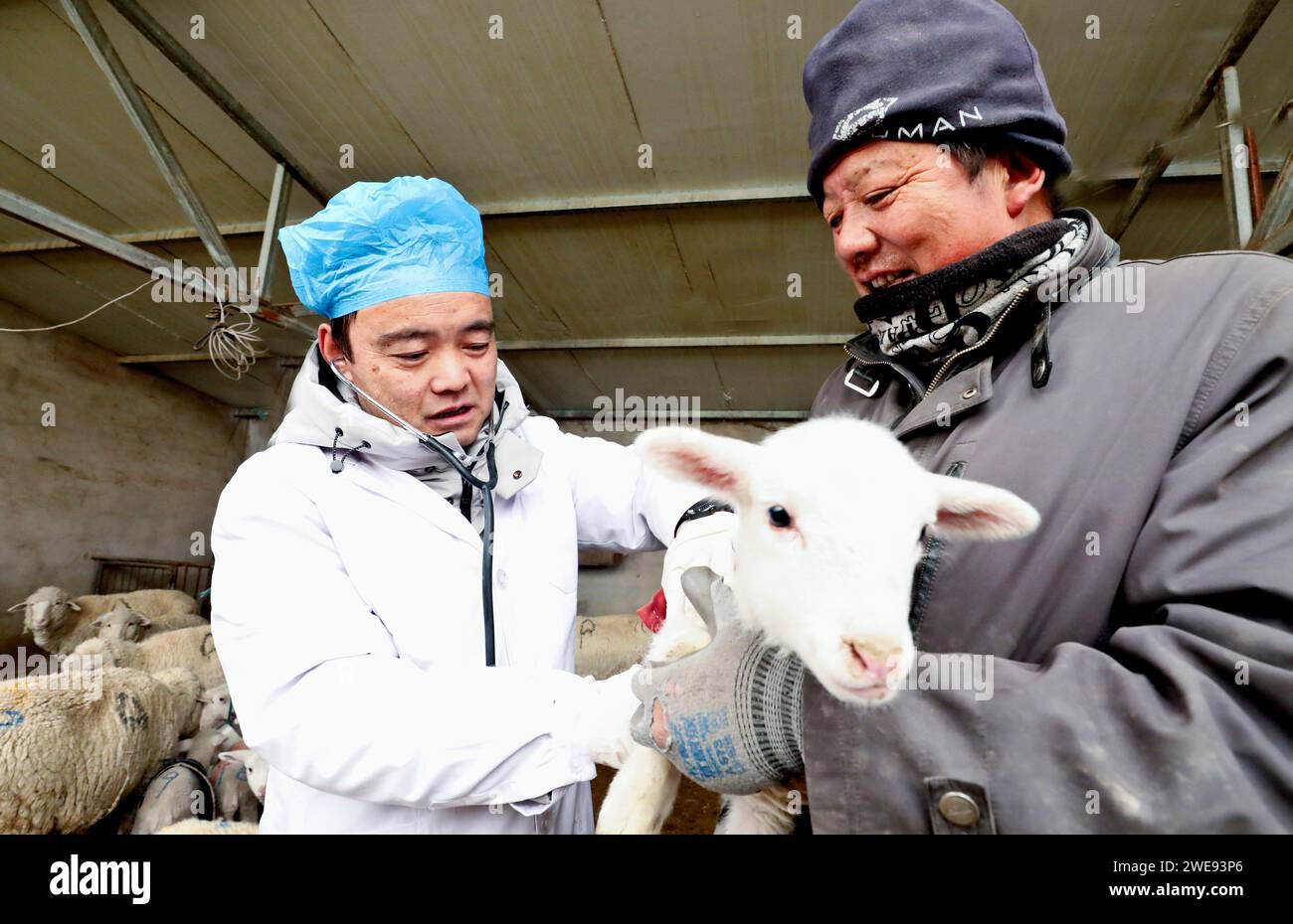 ZHANGYE, CHINA - 23. JANUAR 2024 - Ein Techniker in einer Tierzucht- und Veterinärstation der Gemeinde überprüft die Herzfunktion eines neugeborenen Lammes Stockfoto