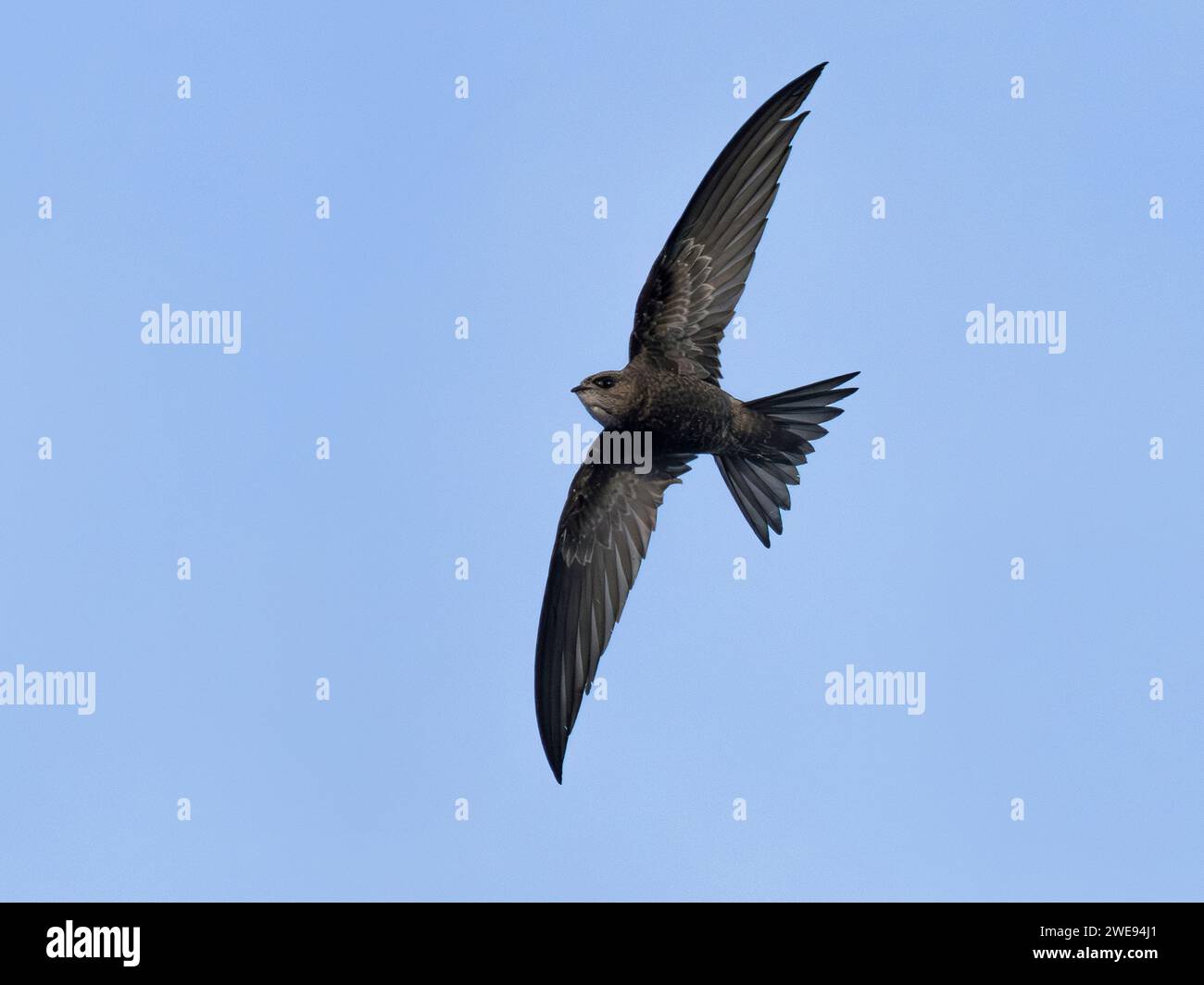 Pallid Swift (Apus pallidus) im Flug, Flamborough Head, Yorkshire, England, Vereinigtes Königreich Stockfoto