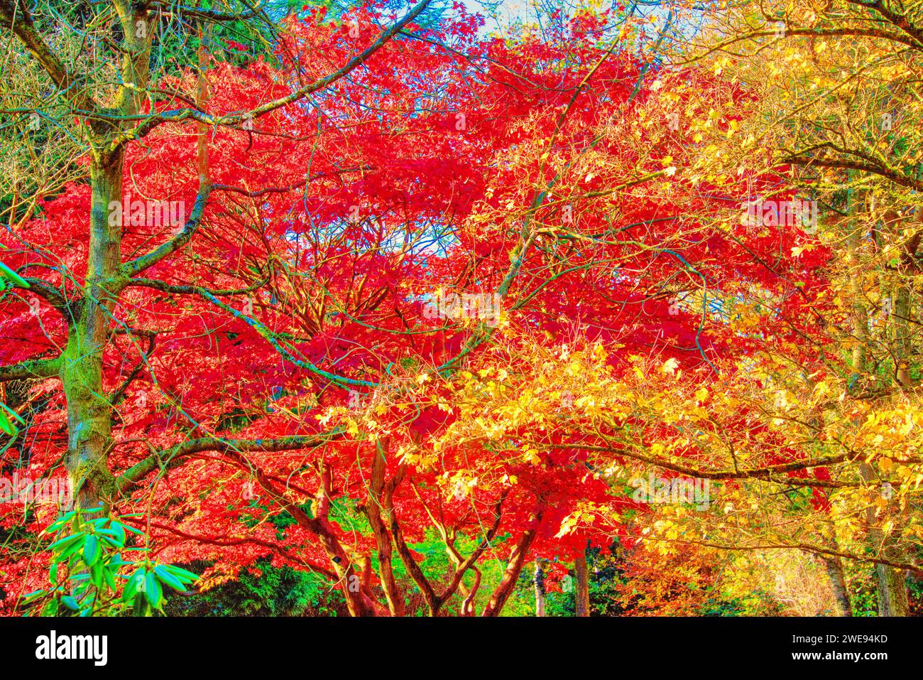 Herbst in Castle Park, Bangor, County Down, Nordirland. Stockfoto
