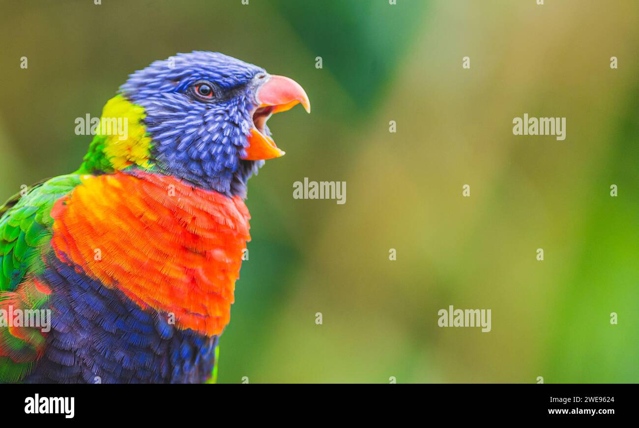 Rainbow Lorikeet Papageienvogel schreiend (Trichoglossus moluccanus) öffnet seinen Schnabel weit. Fotografie aufgenommen Stockfoto