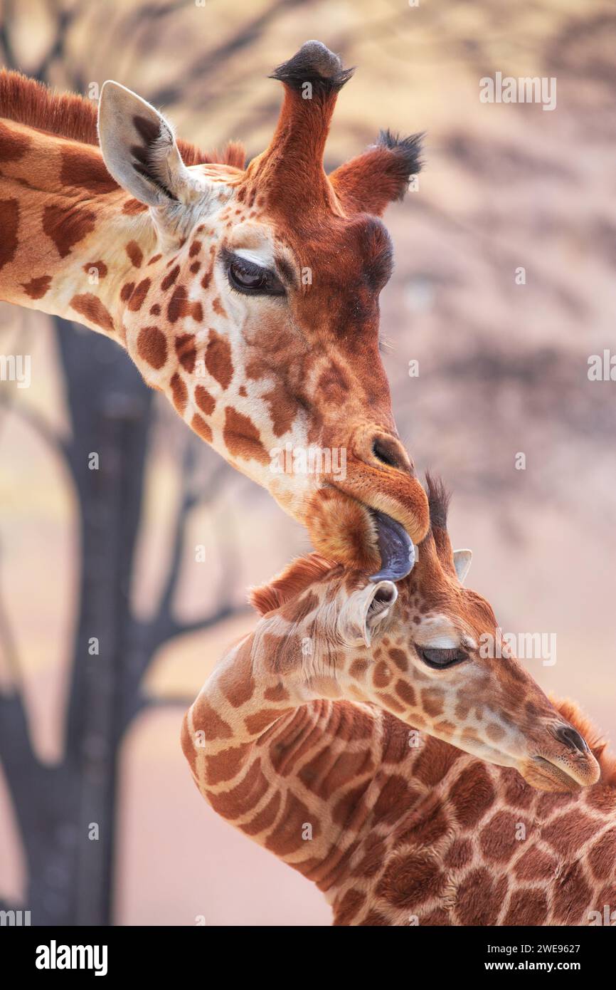 Zärtlicher Moment einer Muttergiraffe, die ihre junge Giraffe leckt. Fotografie im Zoo. Stockfoto