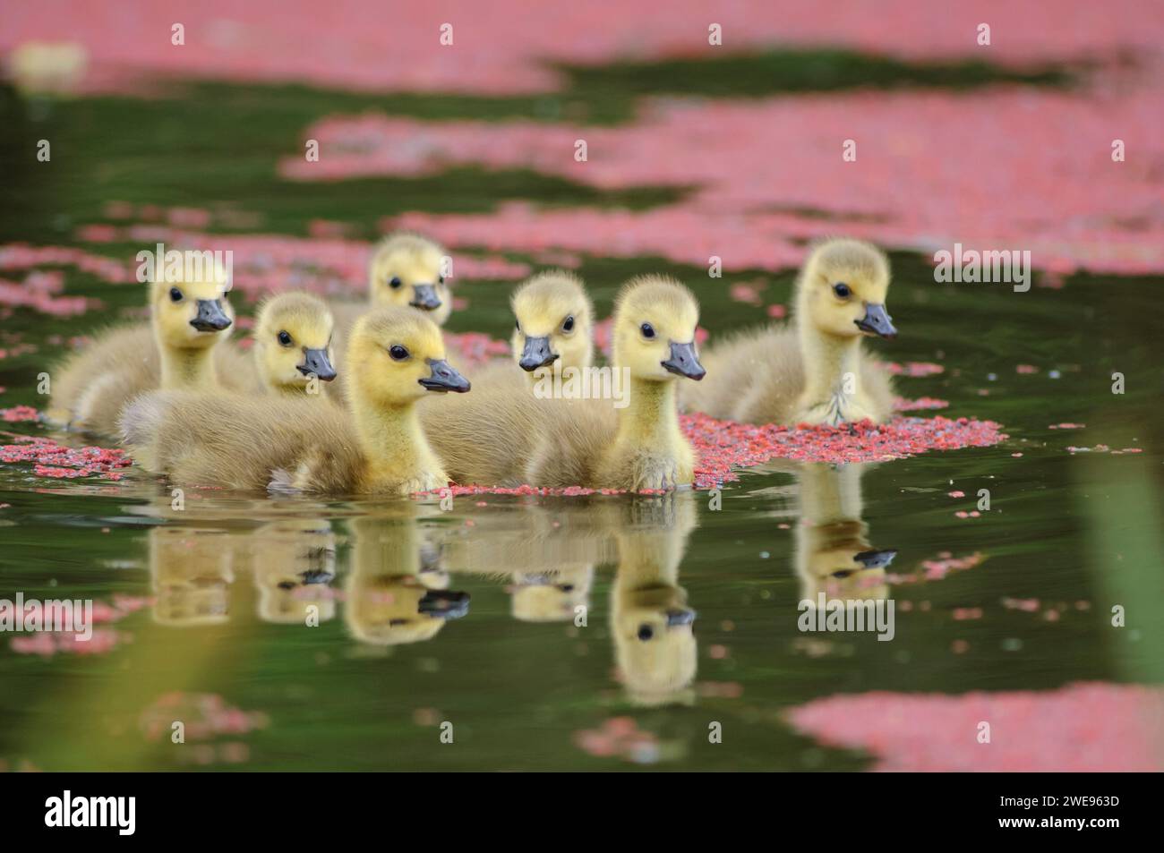 Kanadische Gänse Branta canadensis, Brut von Gänsen, die durch rosa Teichgras schwimmen, Mai. Stockfoto