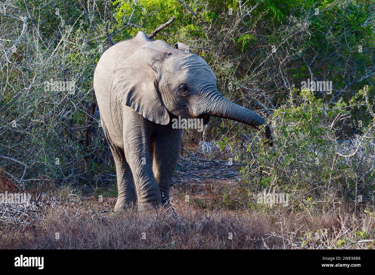 Junger afrikanischer Elefant umgeben von süßen Dornbüschen im Kariega Game Reserve in Südafrika. Stockfoto