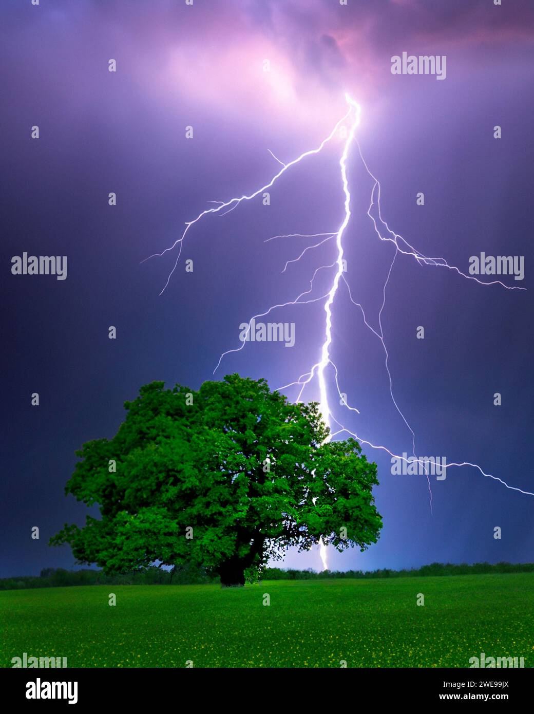 Blitzschlag auf einer englischen Landwiese. Stockfoto