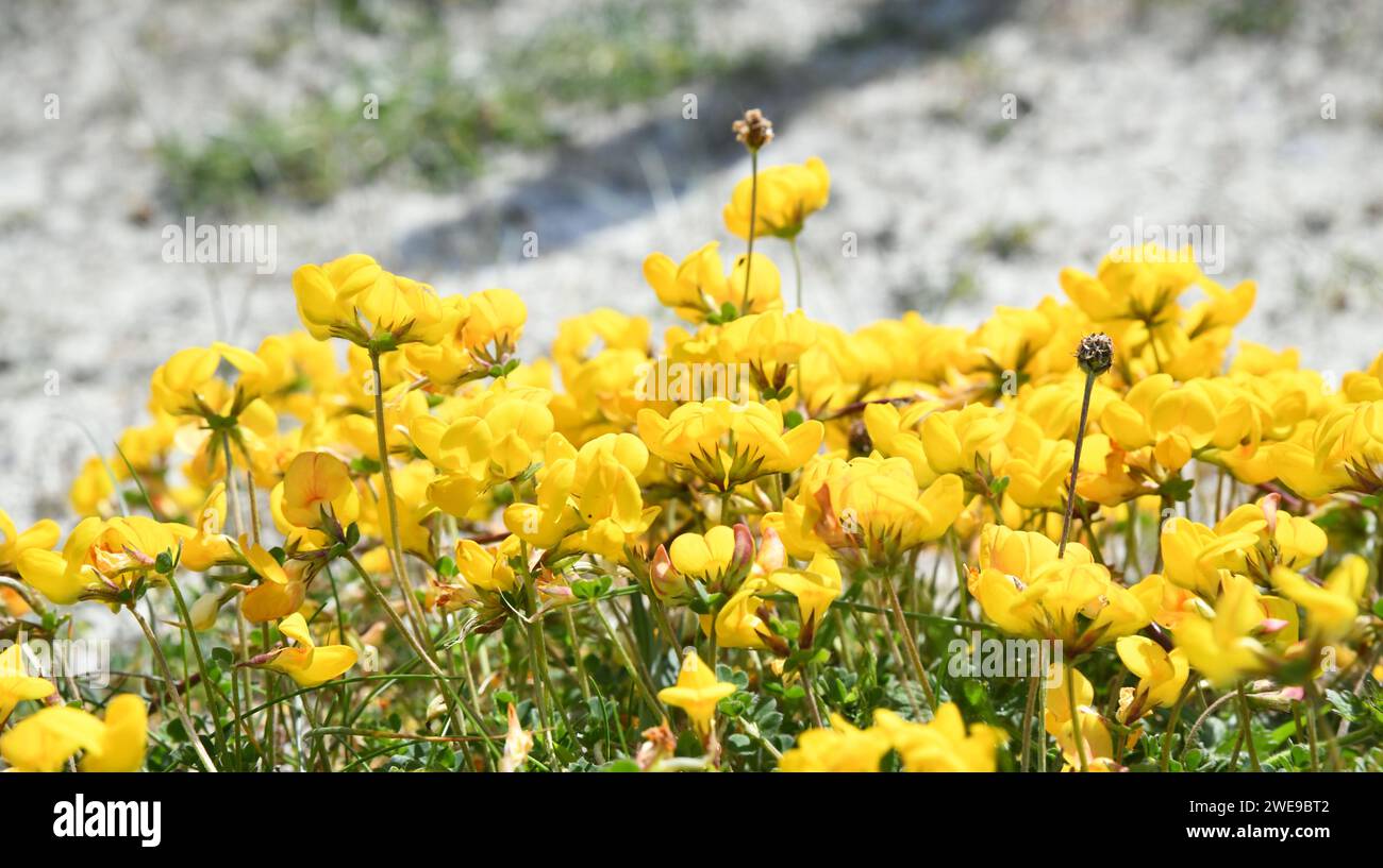 Lotus corniculatus, oder gewöhnlicher Vogelfuß-Trefoil Stockfoto