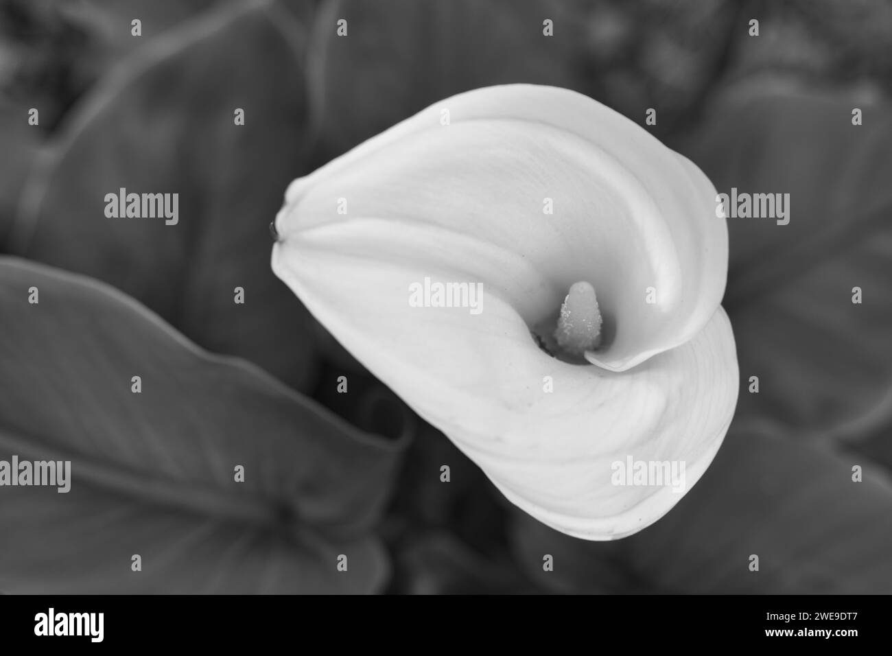 Weiße Calla Lily, isoliert vor dunklem Hintergrund in der Natur. Selektiver oberflächlicher Fokus auf Stamen für künstlerische Wirkung. Zantedeschia. Stockfoto