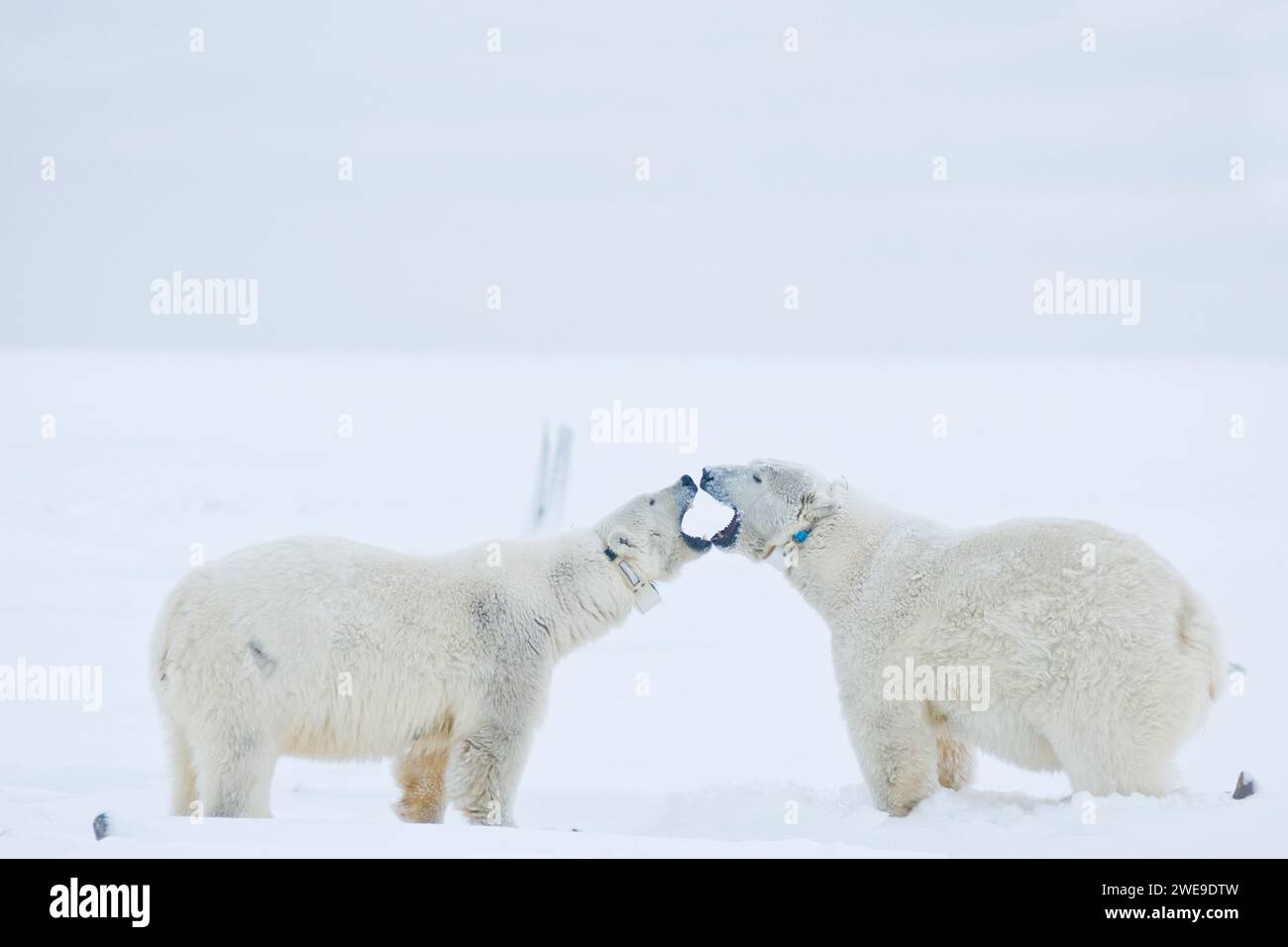 Eisbären Ursus maritimus adulte Funk-Kragen-Sauen, die während des Herbstfrostes auf neu gebildetem Packeis geselligt werden, 1002 ANWR Kaktovik Barter Island AK Stockfoto