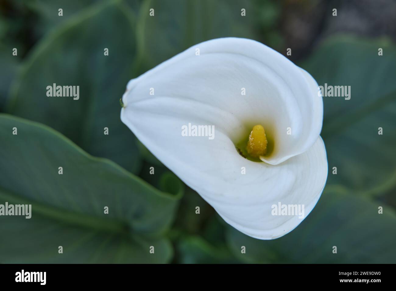Weiße Calla Lily, isoliert vor dunklem Hintergrund in der Natur. Selektiver oberflächlicher Fokus auf Stamen für künstlerische Wirkung. Zantedeschia. Stockfoto