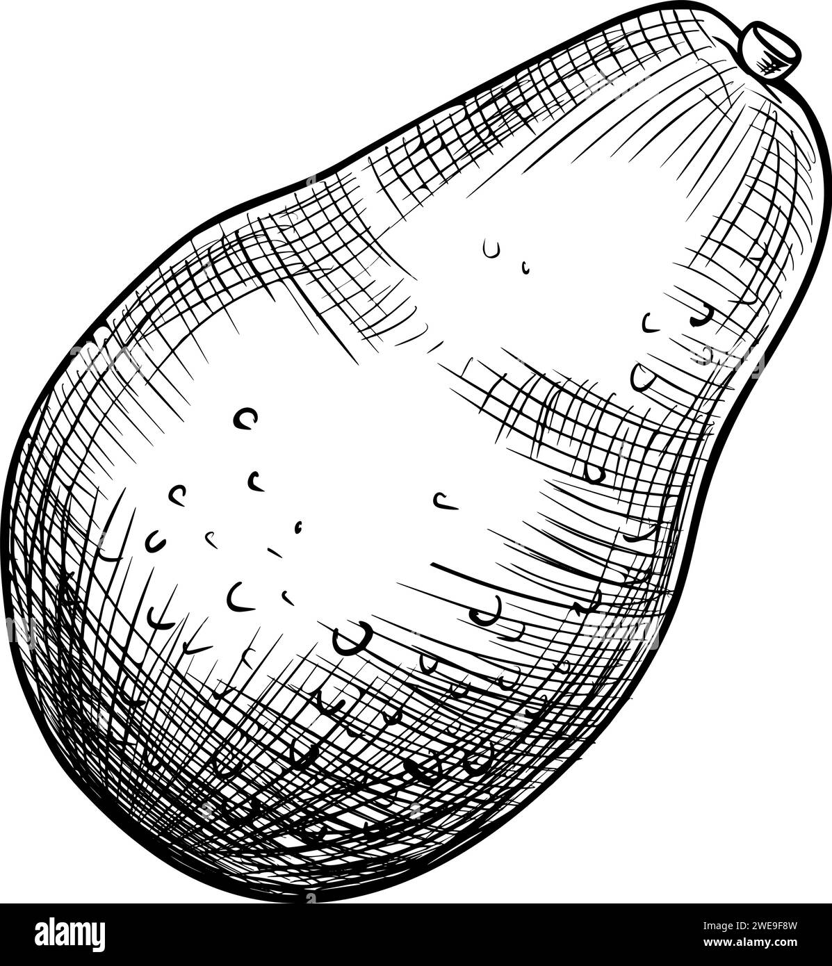 Illustration des Avocadovektors. Handgezeichnete Zeichnung in Schwarz-weiß-Farben auf isoliertem Hintergrund. Botanische Malerei tropischer Früchte. Gravur von Gemüse für Lebensmittelverpackungen. Skizze Pflanzen. Stock Vektor