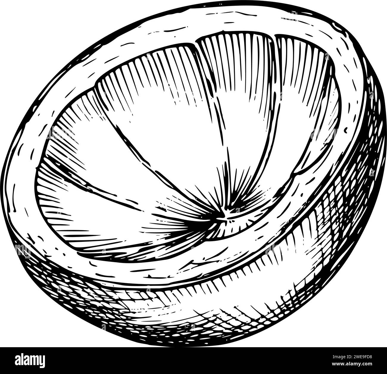 Mangostanschalen-Vektor-Illustration. Handgezeichnete lineare Skizze der exotischen tropischen Fruchtschale in schwarz-weißen Farben auf isoliertem Hintergrund. Ätzen von asiatisch-thailändischen Pflanzen für das Design von Lebensmitteletiketten. Stock Vektor