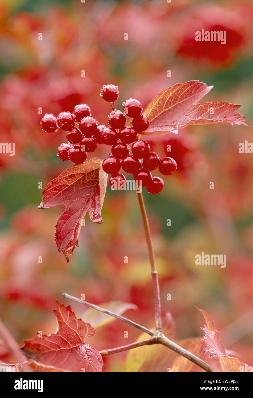 Guelder Rose (Viburnum opulus) Beeren im Herbst, Queen Elizabeth Forest Park, Perthshire, Schottland, Oktober 1998 Stockfoto