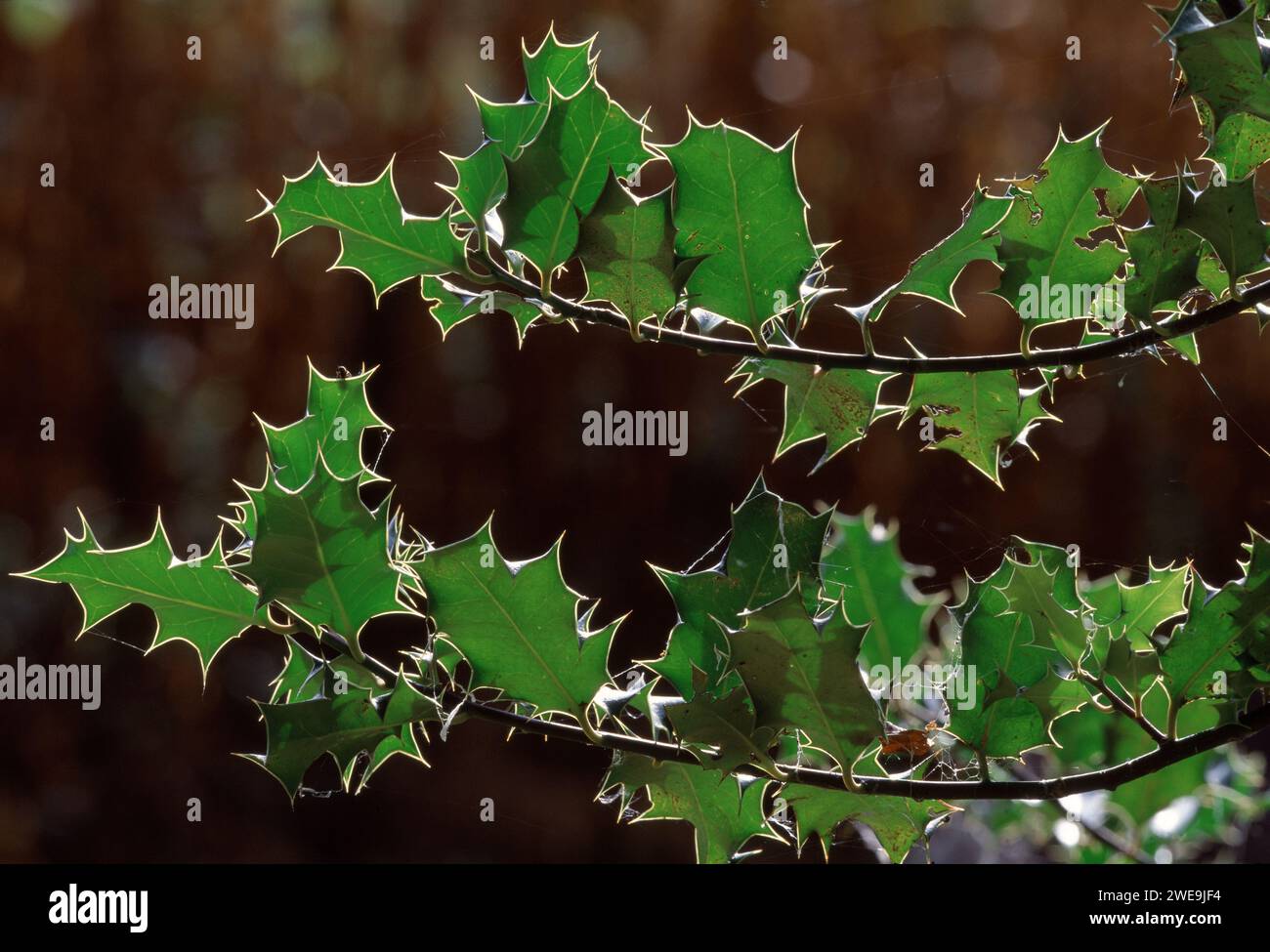 Holly (Ilex aquifolium) hinterleuchtete Blätter im Herbst, Berwickshire, Scottish Borders, Schottland, November 1998 Stockfoto