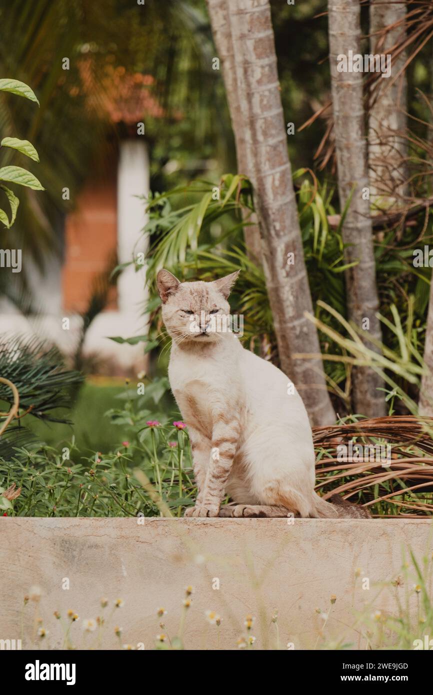 Katzenprofil auf dem Zaun Stockfoto