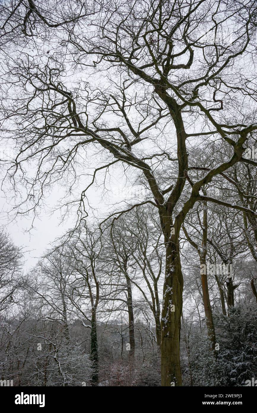 Waldgebiet am Brabyns Park, Marple Bridge, Stockport, Greater Manchester an einem schneebedeckten Wintermorgen. Stockfoto